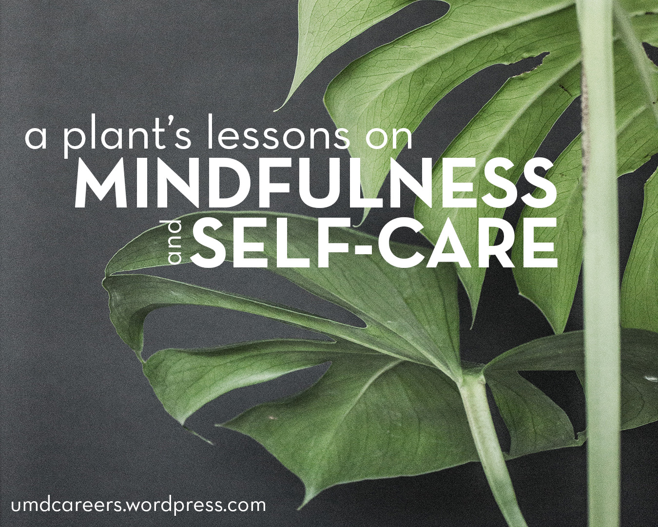 The Greenery's Guide to Mindfulness & Self Care – Peer Into Your ...